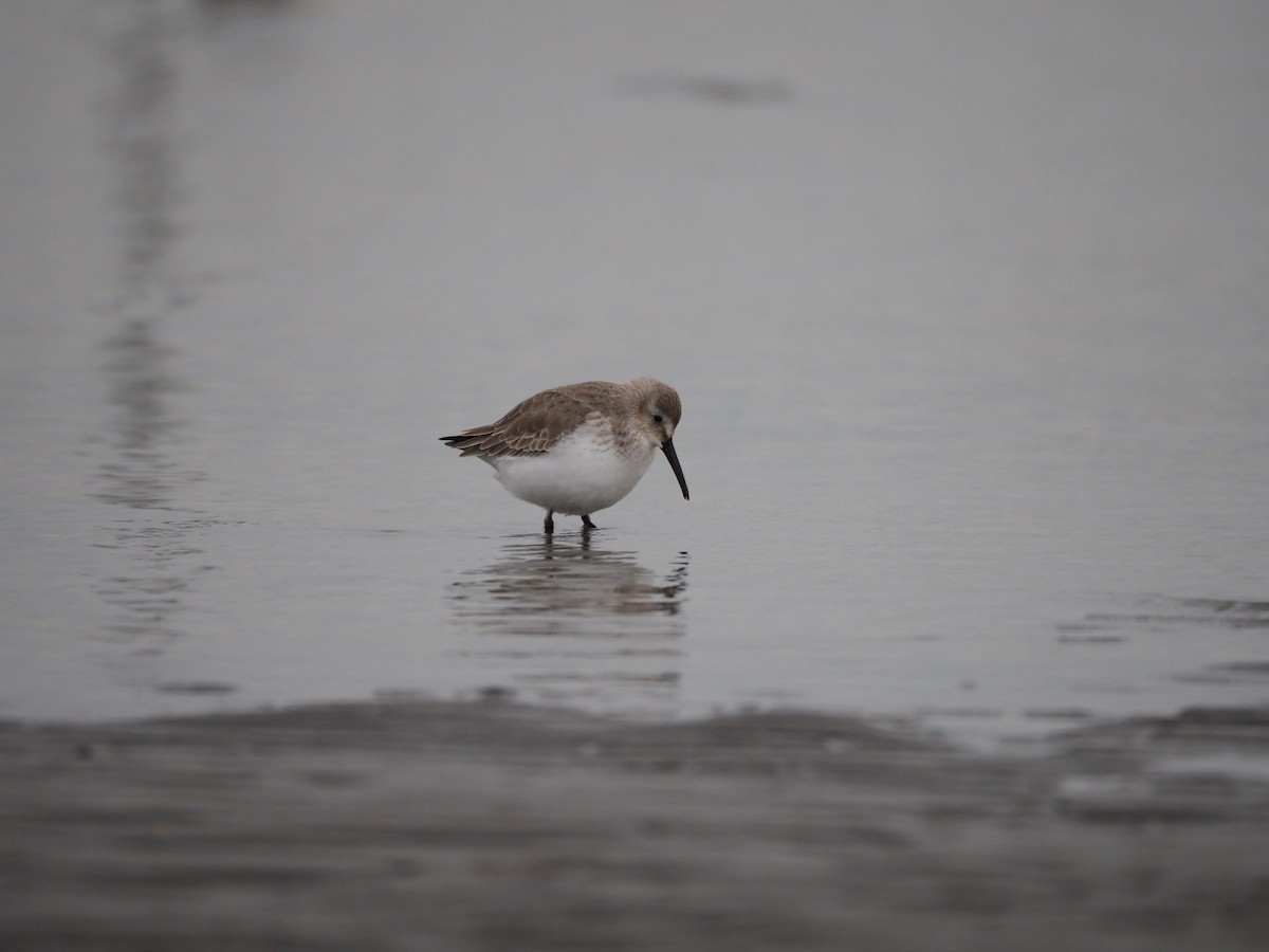 黑腹濱鷸 - ML646838575