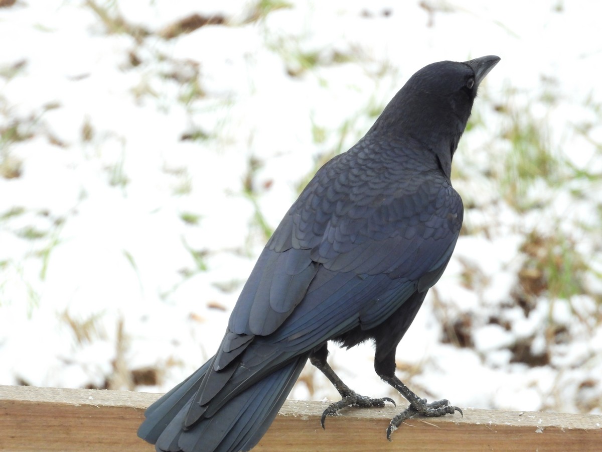 American Crow - ML646838576