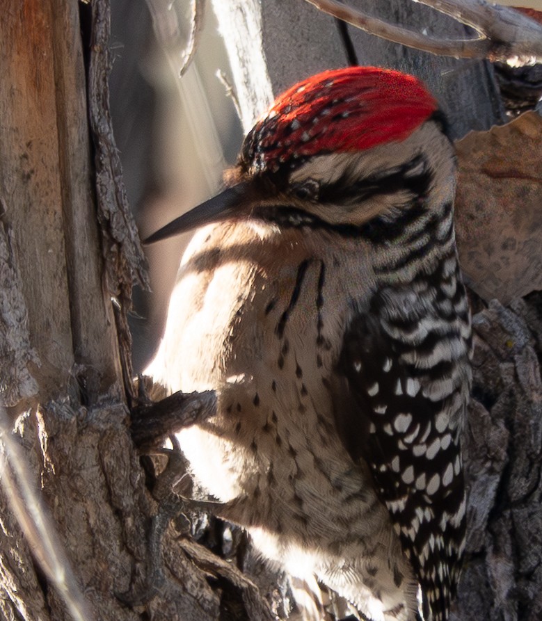 Ladder-backed Woodpecker - ML646838577