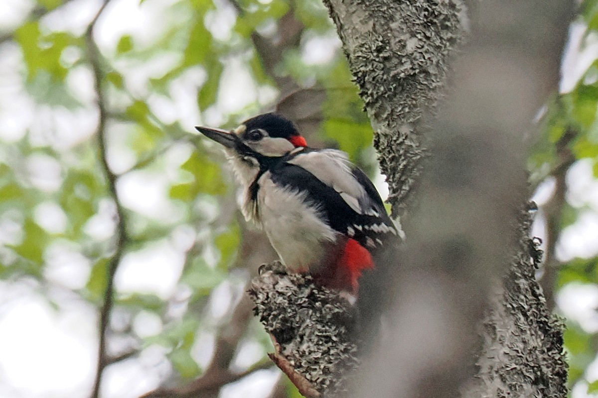 נקר עקוד - ML646838580