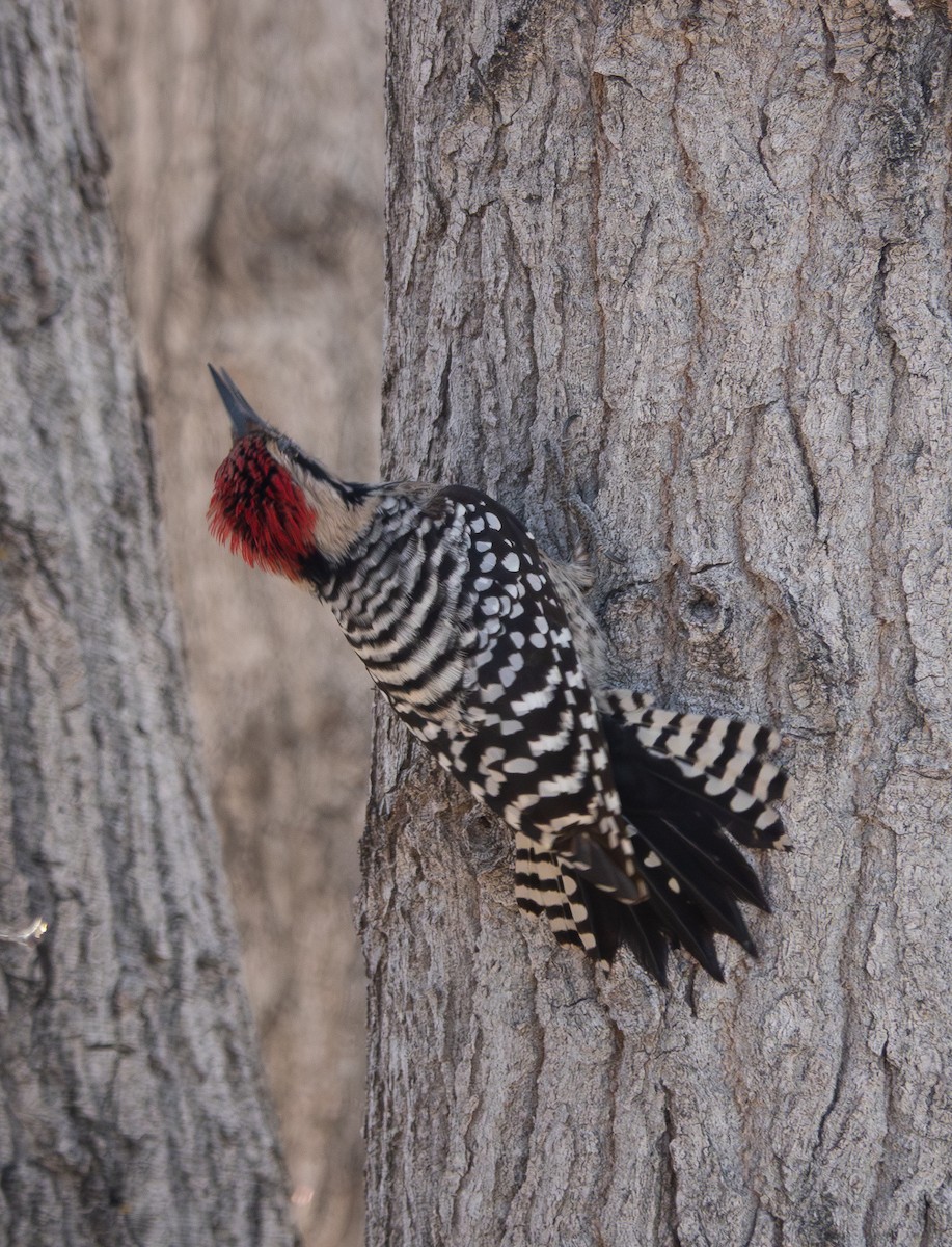 Ladder-backed Woodpecker - ML646838582