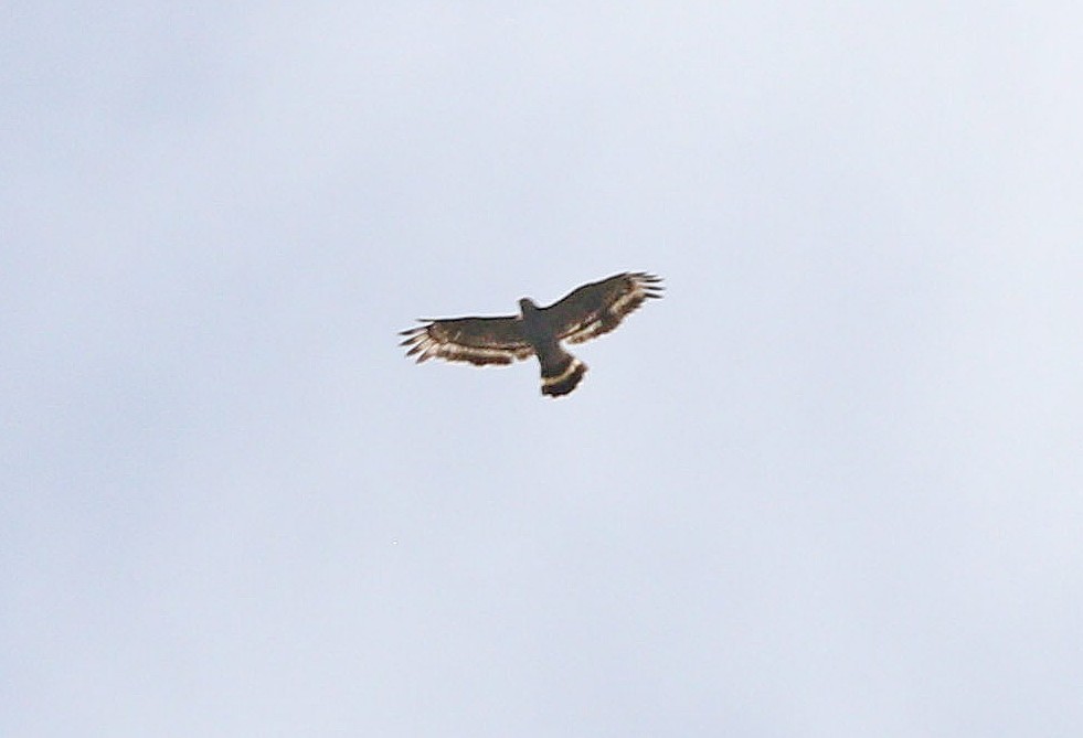 Philippine Serpent-Eagle - ML646838583