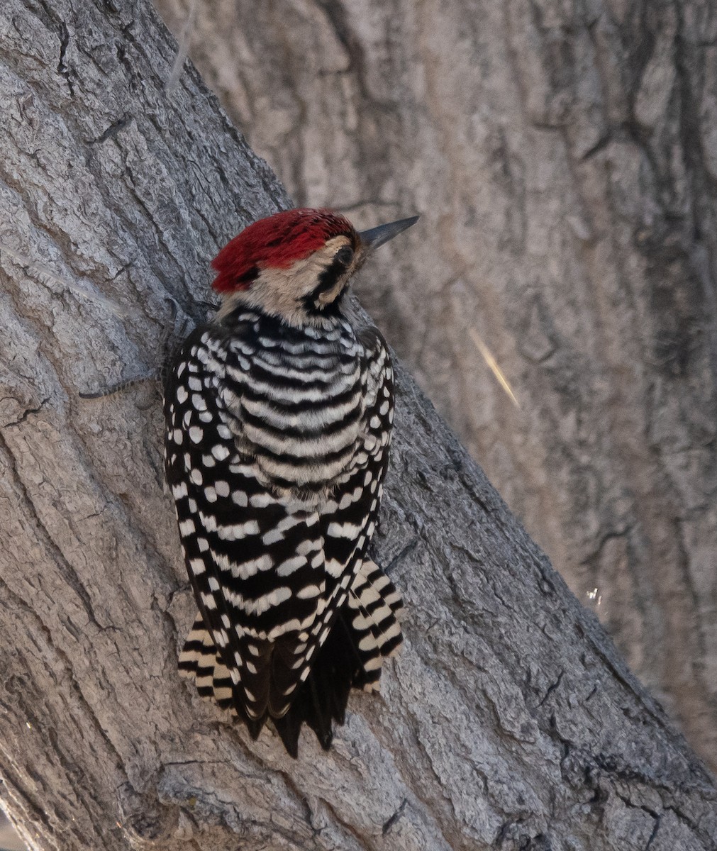 Ladder-backed Woodpecker - ML646838584