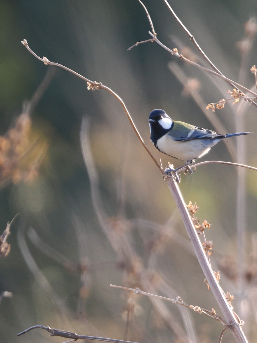 白頰山雀 - ML646838585