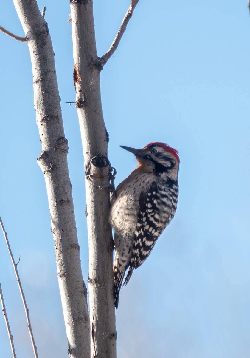 Ladder-backed Woodpecker - ML646838586