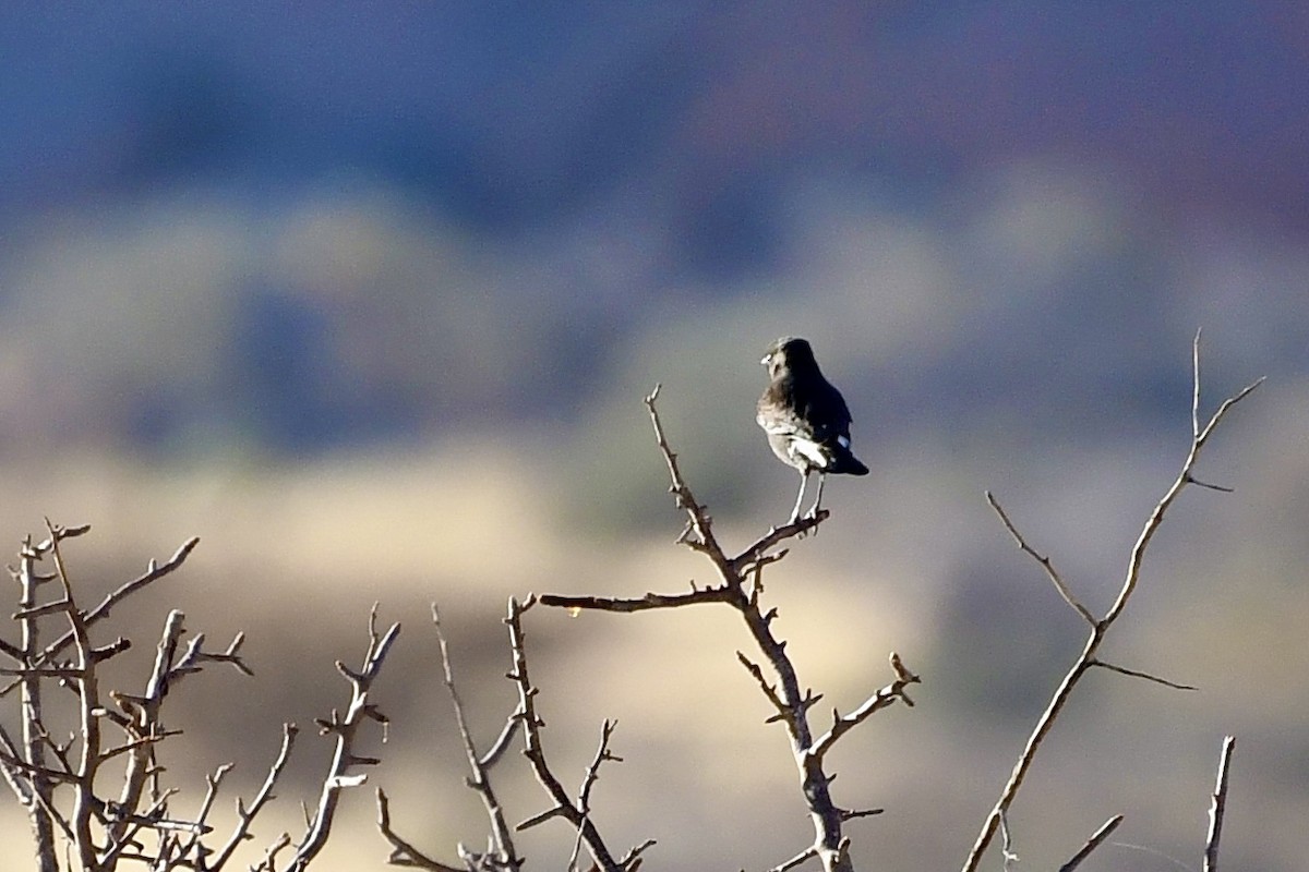 Southern Anteater-Chat - ML646838587