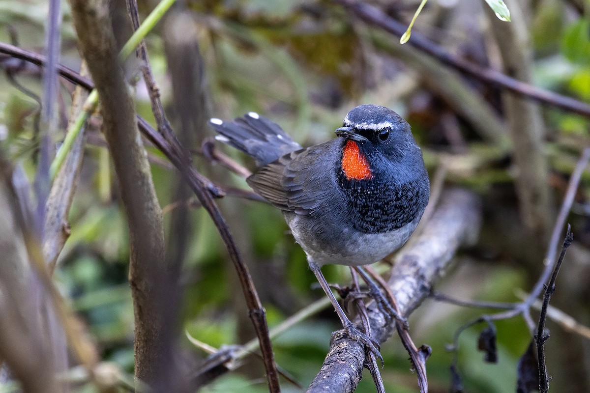 Himalayan Rubythroat - ML646838588