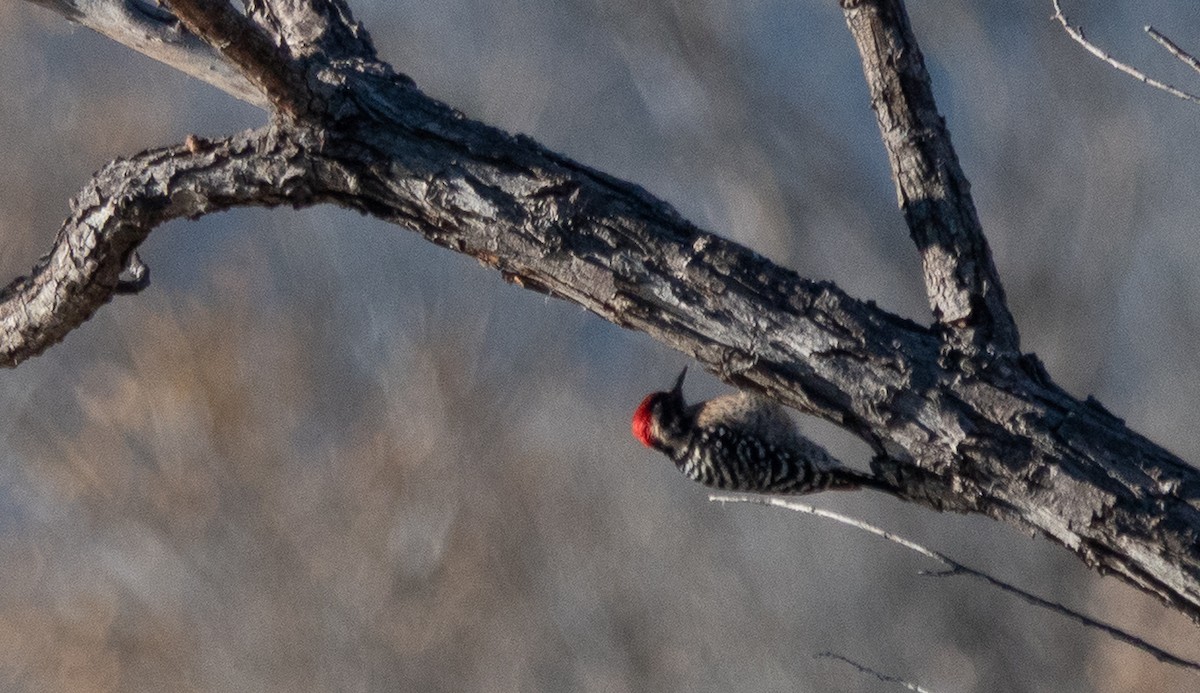Ladder-backed Woodpecker - ML646838589