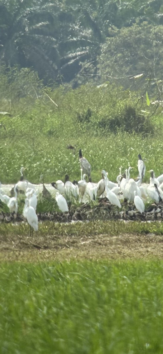 Jabiru - ML646838591