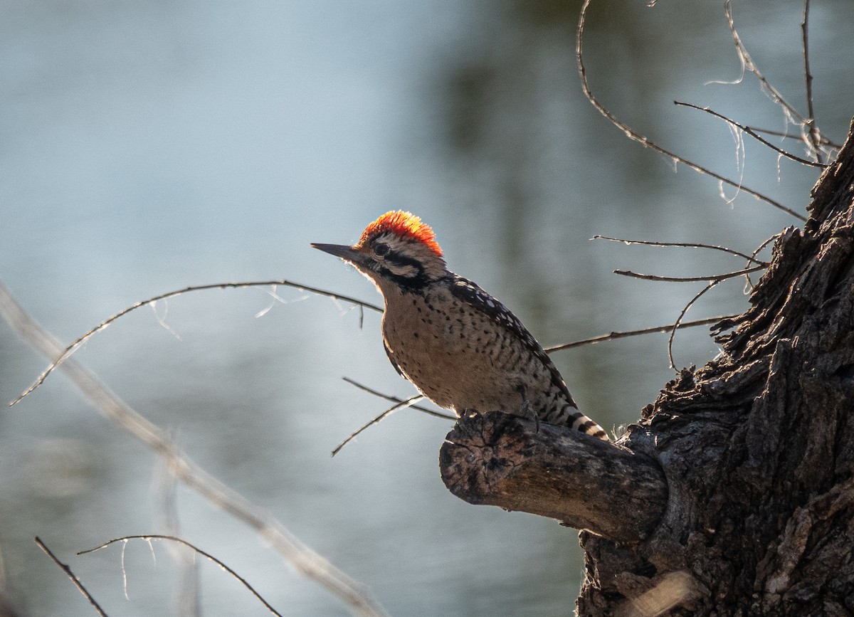 Ladder-backed Woodpecker - ML646838592