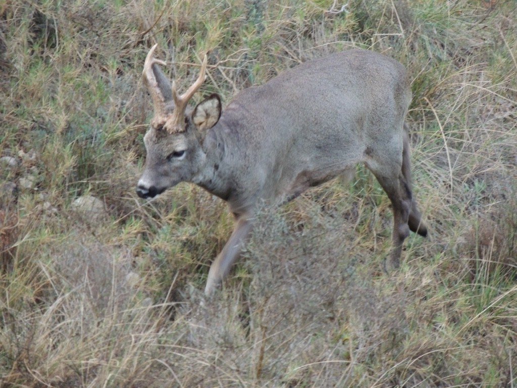 Animals - ML646838593