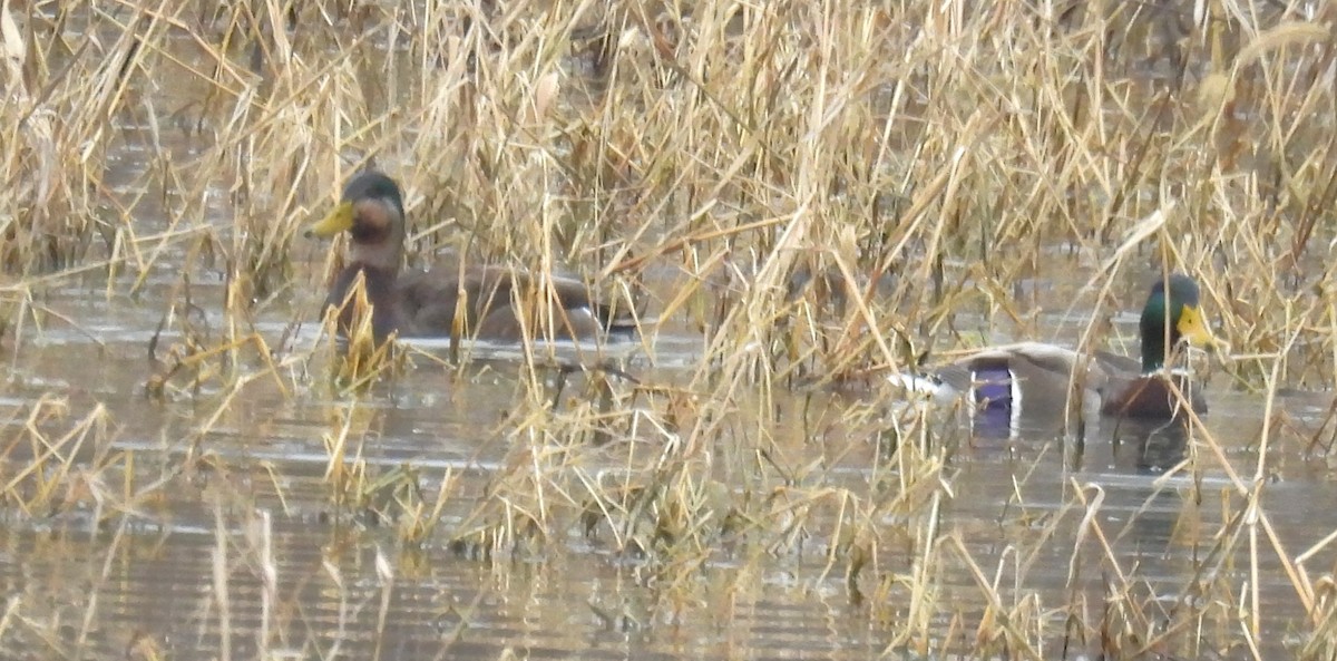 雑種 マガモ ｘ アメリカガモ - ML646838596