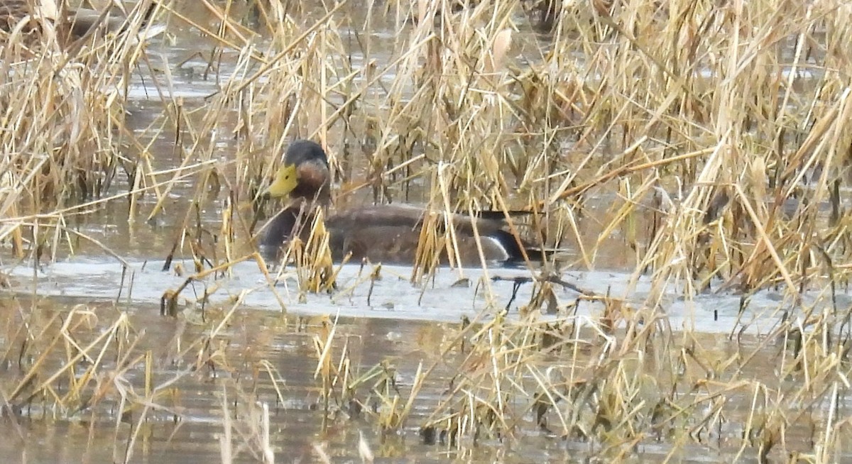 雑種 マガモ ｘ アメリカガモ - ML646838597