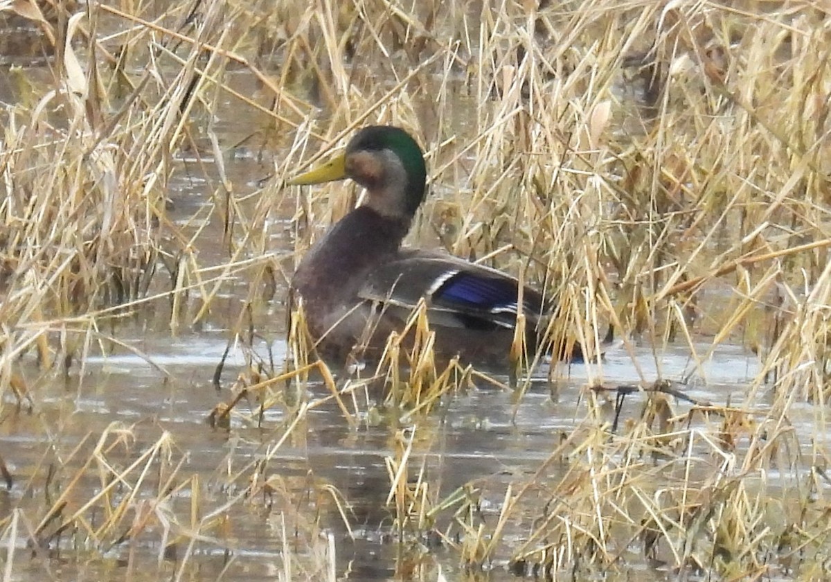 雑種 マガモ ｘ アメリカガモ - ML646838598