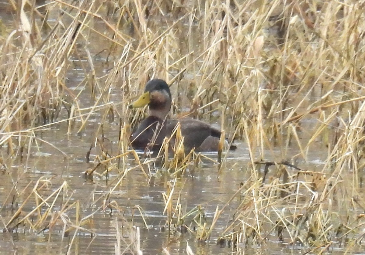 雑種 マガモ ｘ アメリカガモ - ML646838599