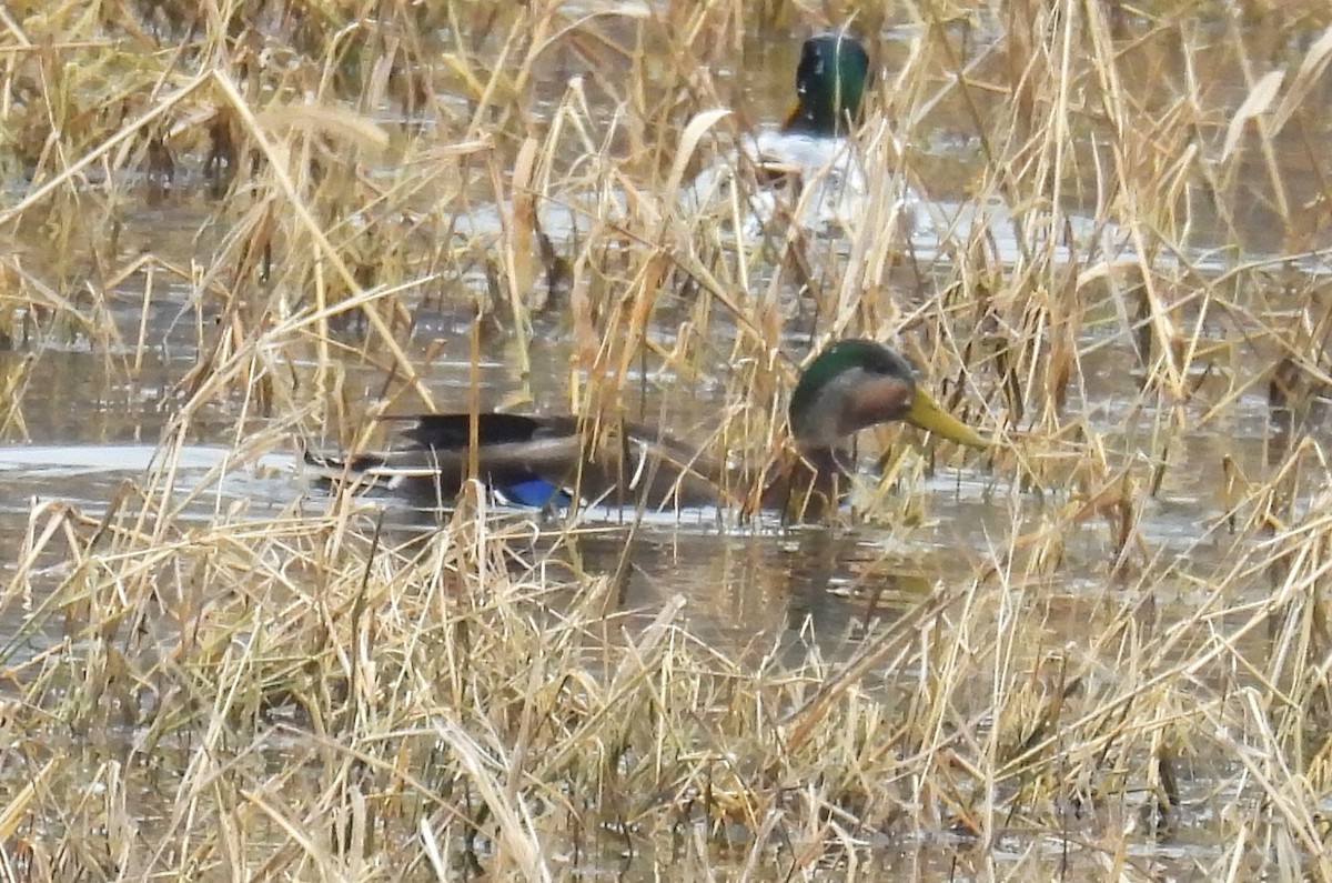 雑種 マガモ ｘ アメリカガモ - ML646838600