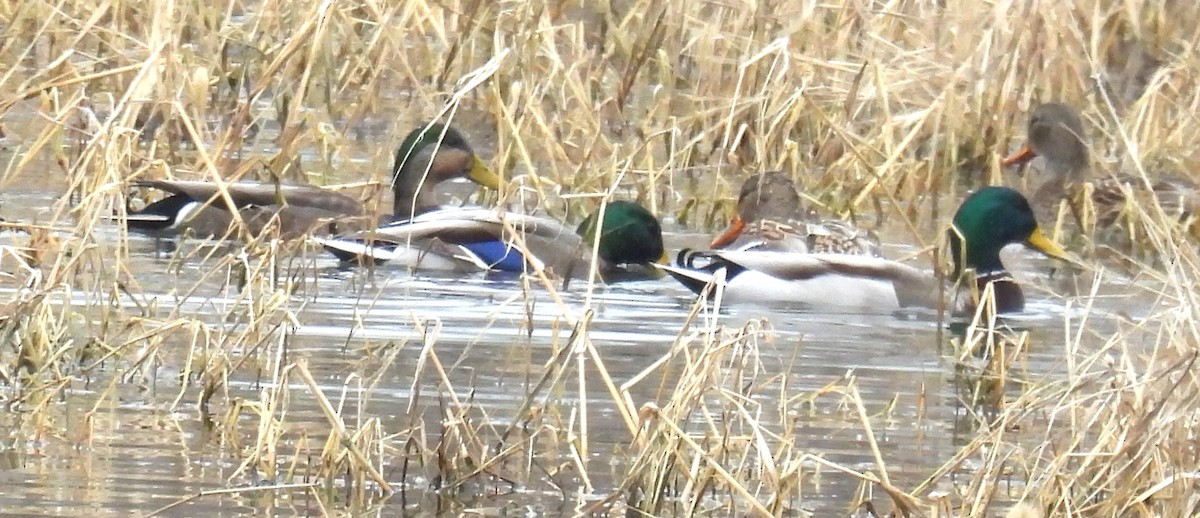 雑種 マガモ ｘ アメリカガモ - ML646838601