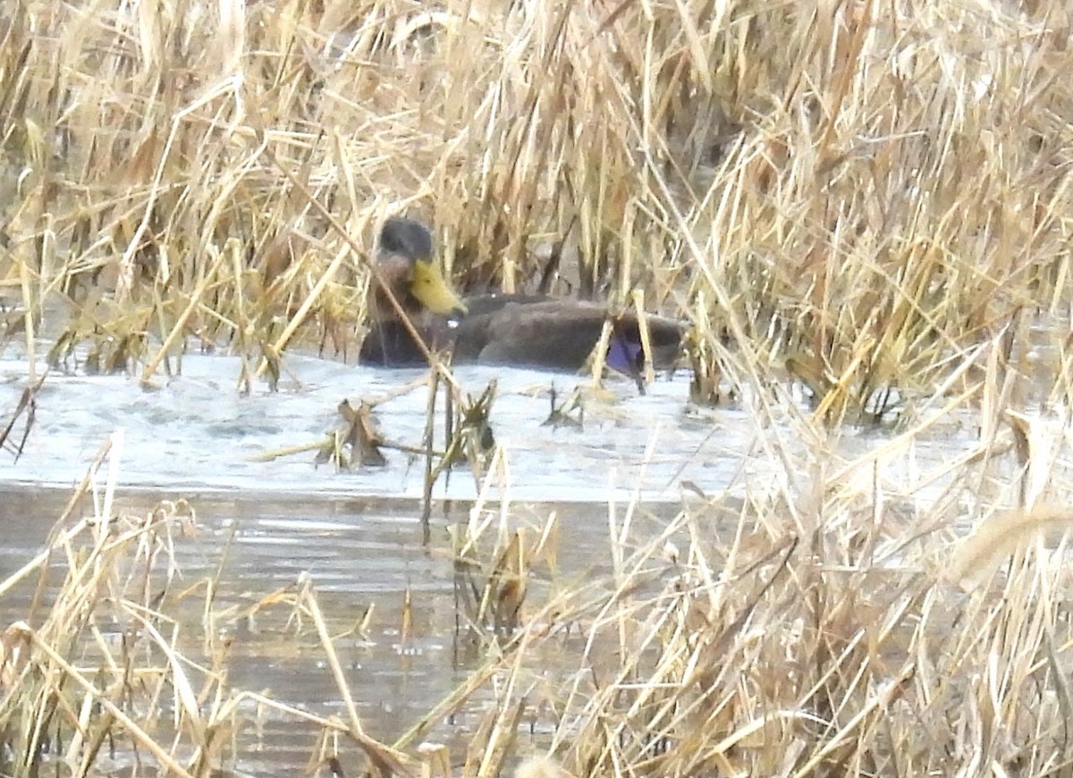 雑種 マガモ ｘ アメリカガモ - ML646838602