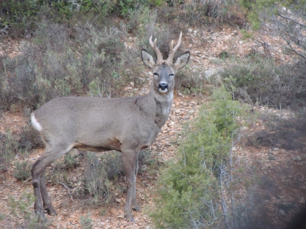 Animals - ML646838603