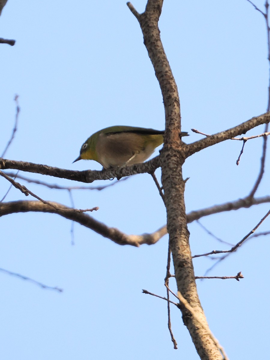 日菲繡眼 - ML646838604