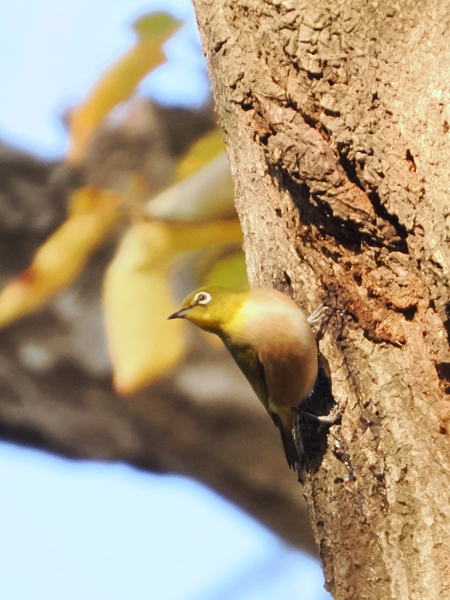 日菲繡眼 - ML646838605