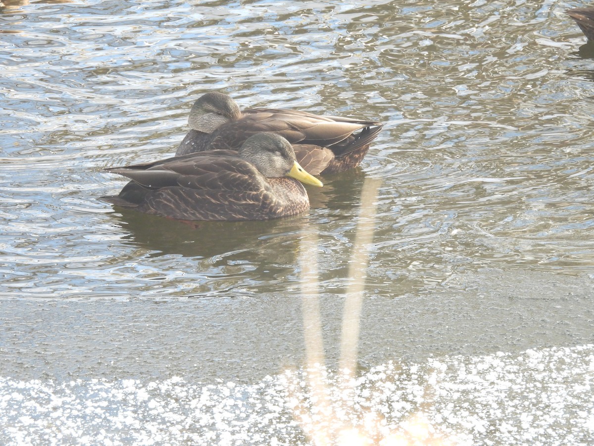 Крижень американський - ML646838611