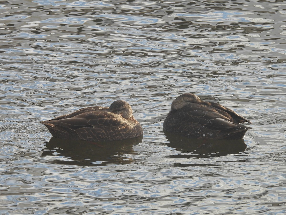 Крижень американський - ML646838612