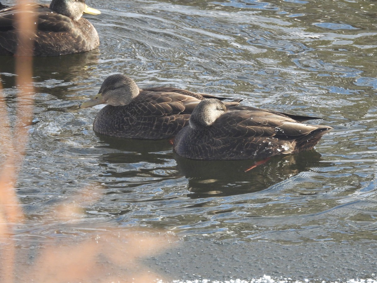 Крижень американський - ML646838613