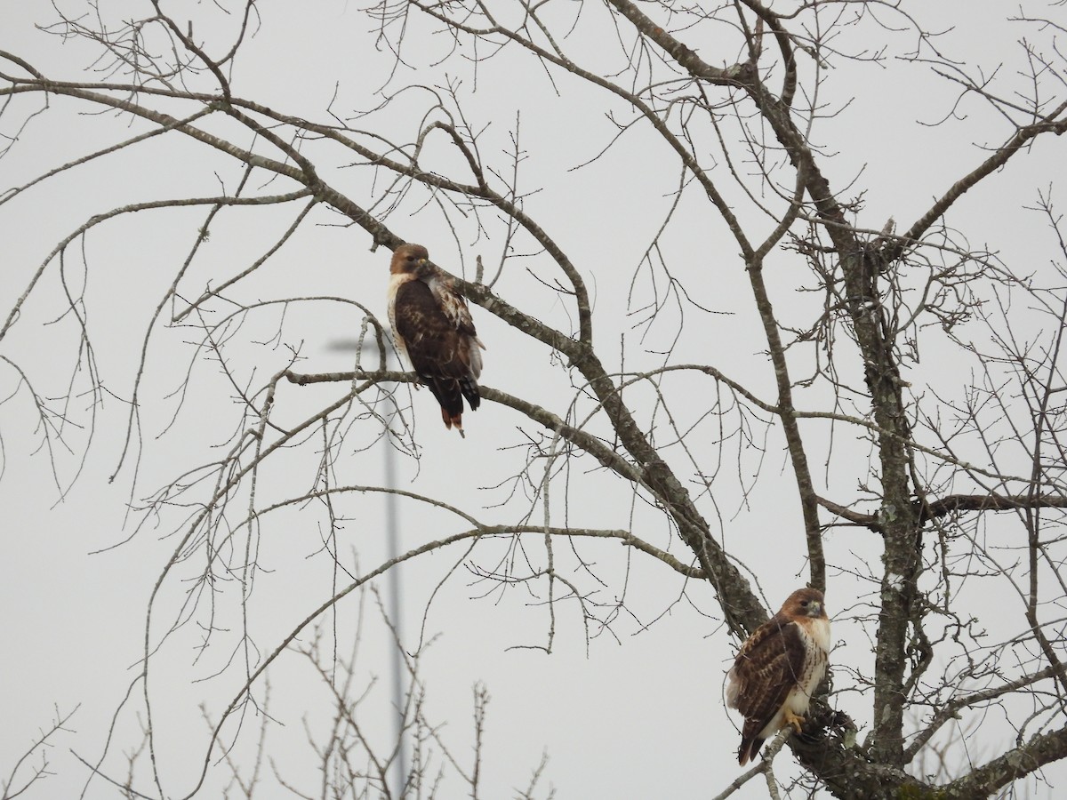 Red-tailed Hawk - ML646838614