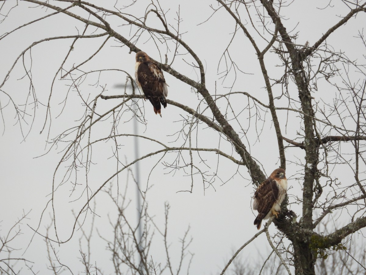 Red-tailed Hawk - ML646838615