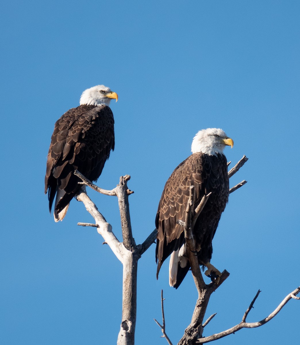 Bald Eagle - ML646838616