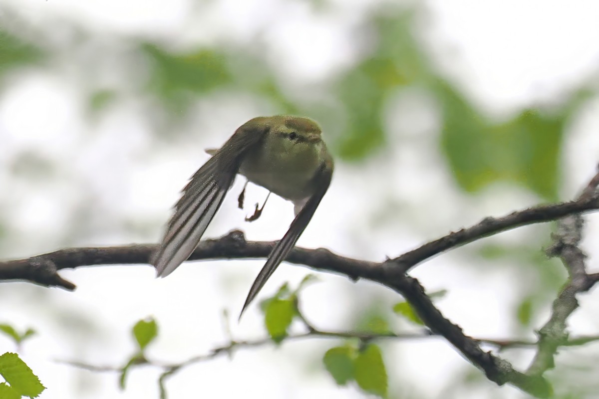 Wood Warbler - ML646838617