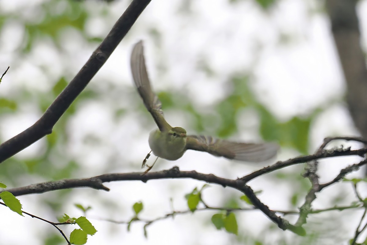 Wood Warbler - ML646838618