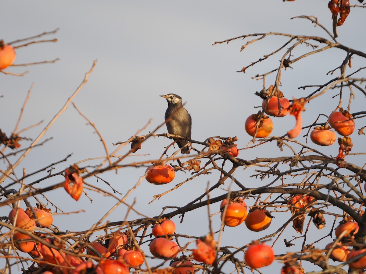 灰椋鳥 - ML646838619