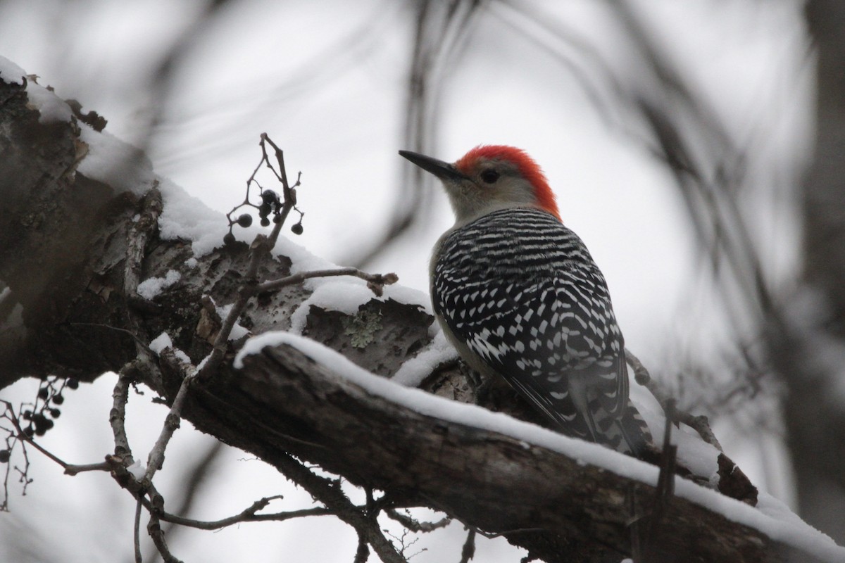 Kızılca Karınlı Ağaçkakan - ML646838620