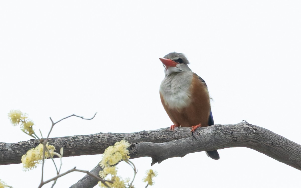 Alción Cabeciblanco - ML646838621