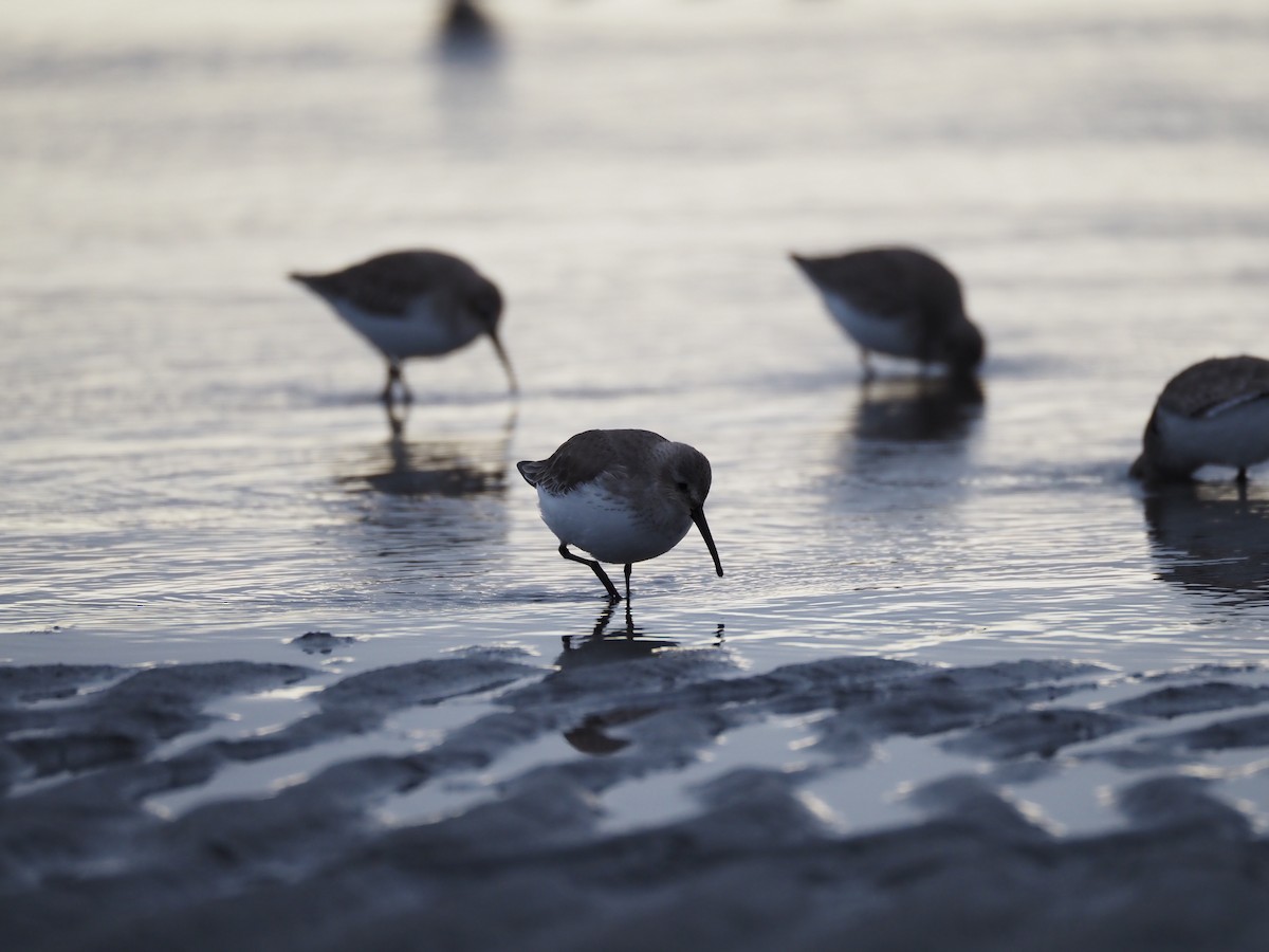 黑腹濱鷸 - ML646838622