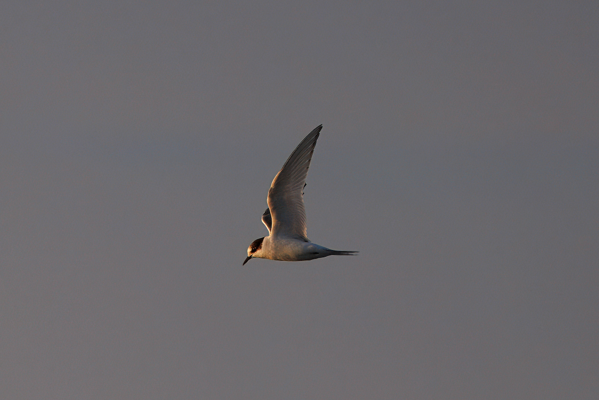 キョクアジサシ - ML646838623