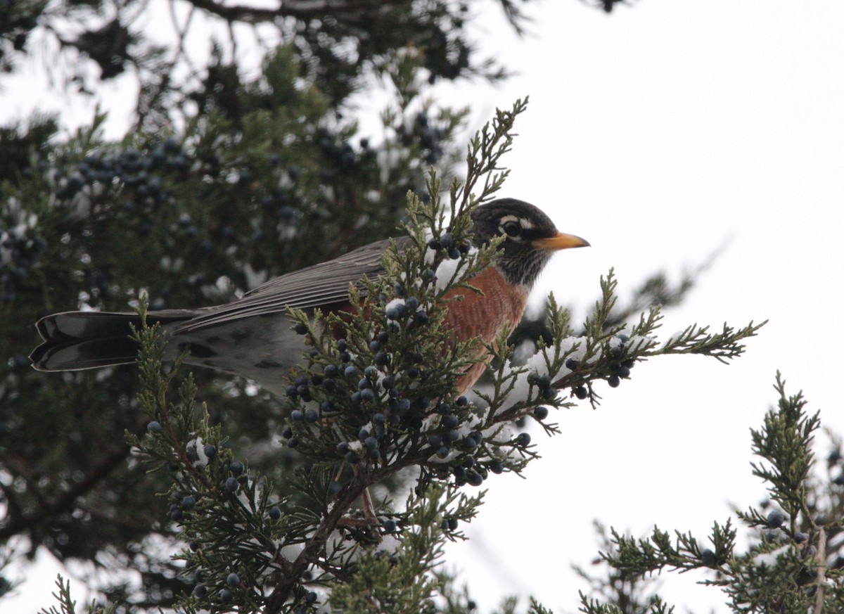 Göçmen Ardıç - ML646838625