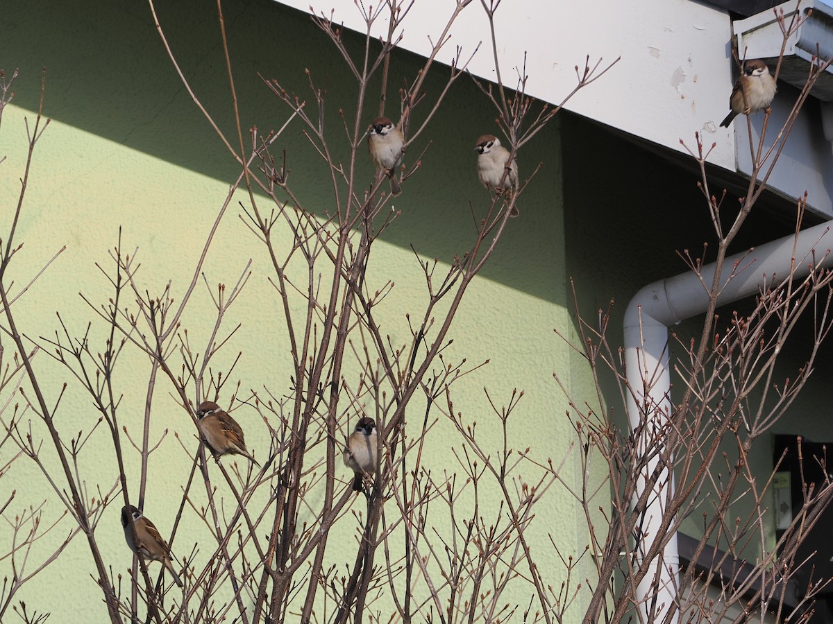 Ağaç Serçesi - ML646838629