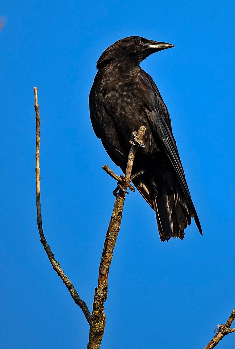 American Crow - ML646838630