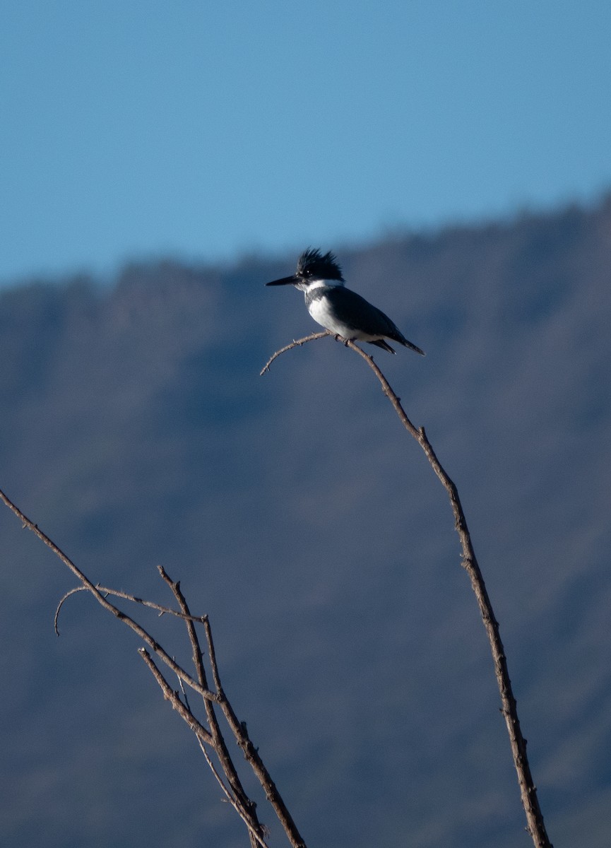 Belted Kingfisher - ML646838631