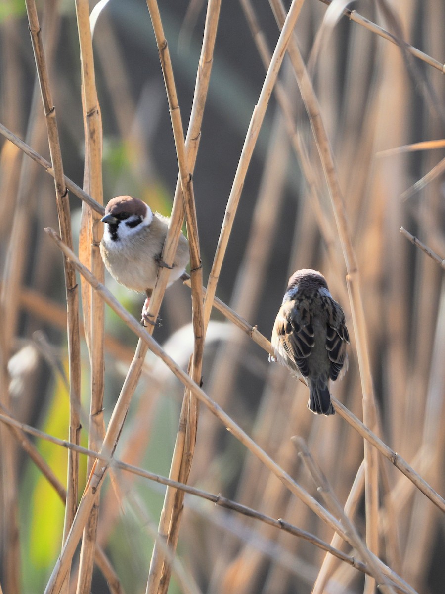 Ağaç Serçesi - ML646838632