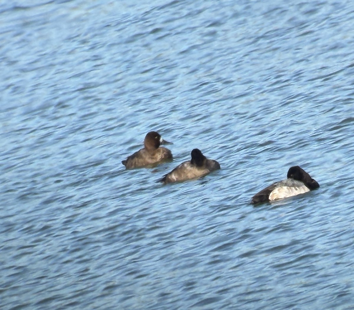 コスズガモ - ML646838636