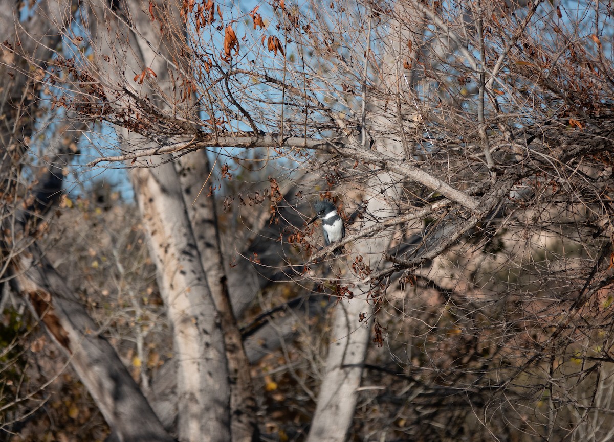 Belted Kingfisher - ML646838637