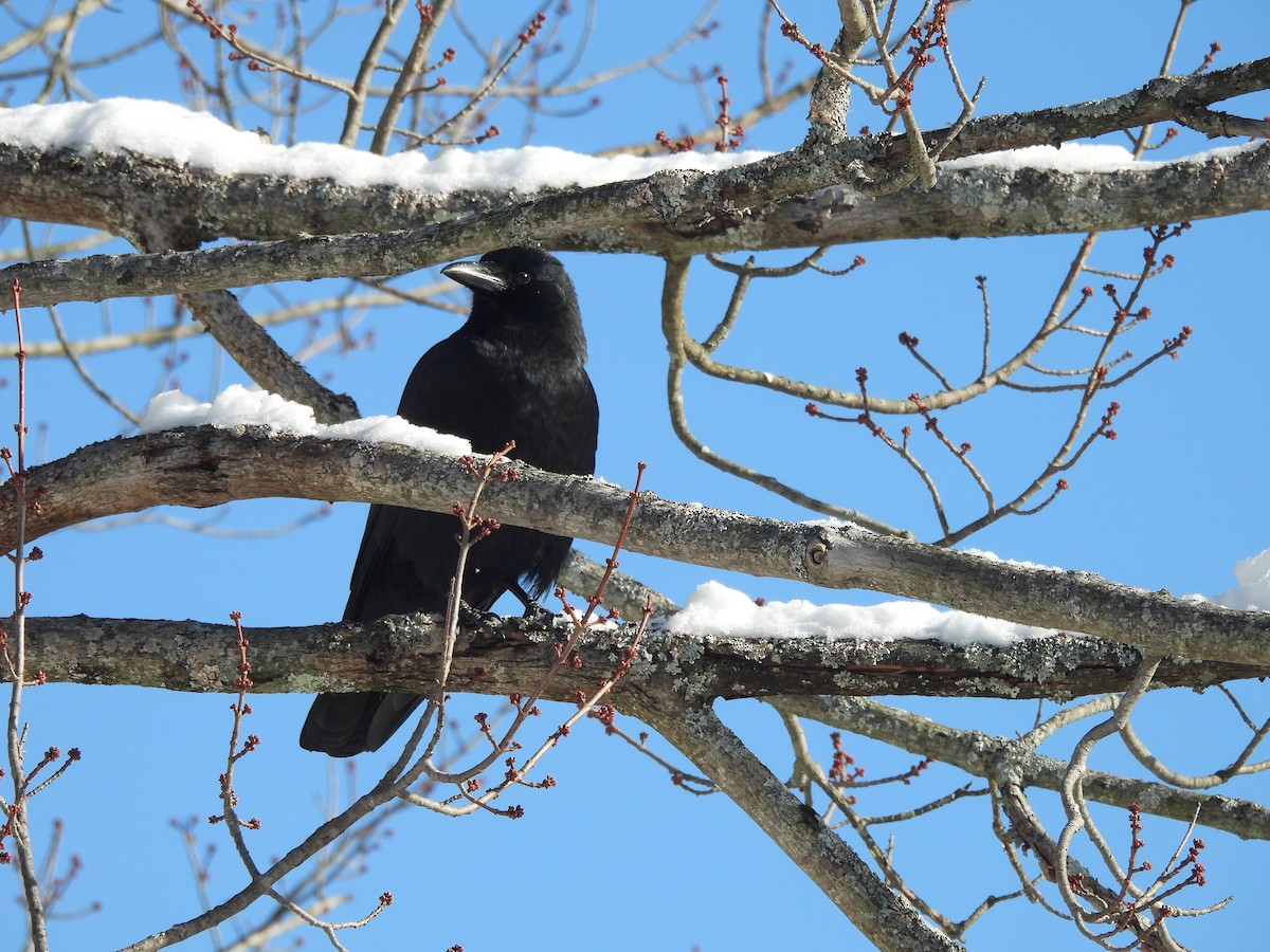 Ворона американська - ML646838638