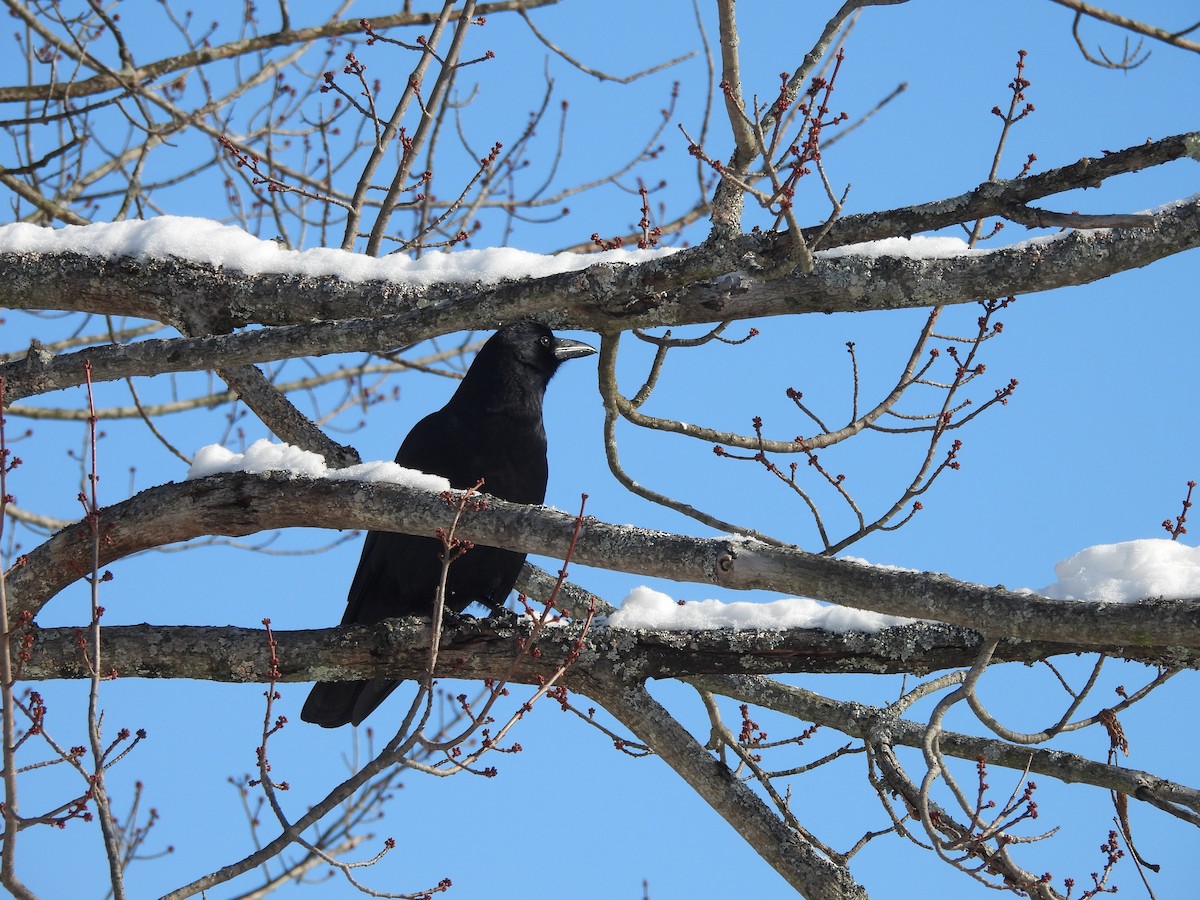 Ворона американська - ML646838639