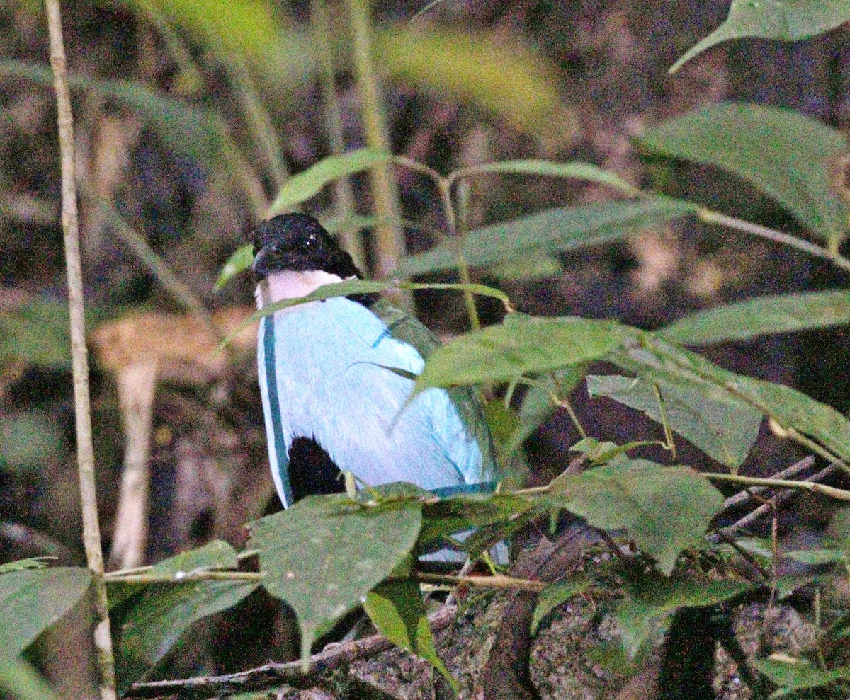Azure-breasted Pitta - ML646838641