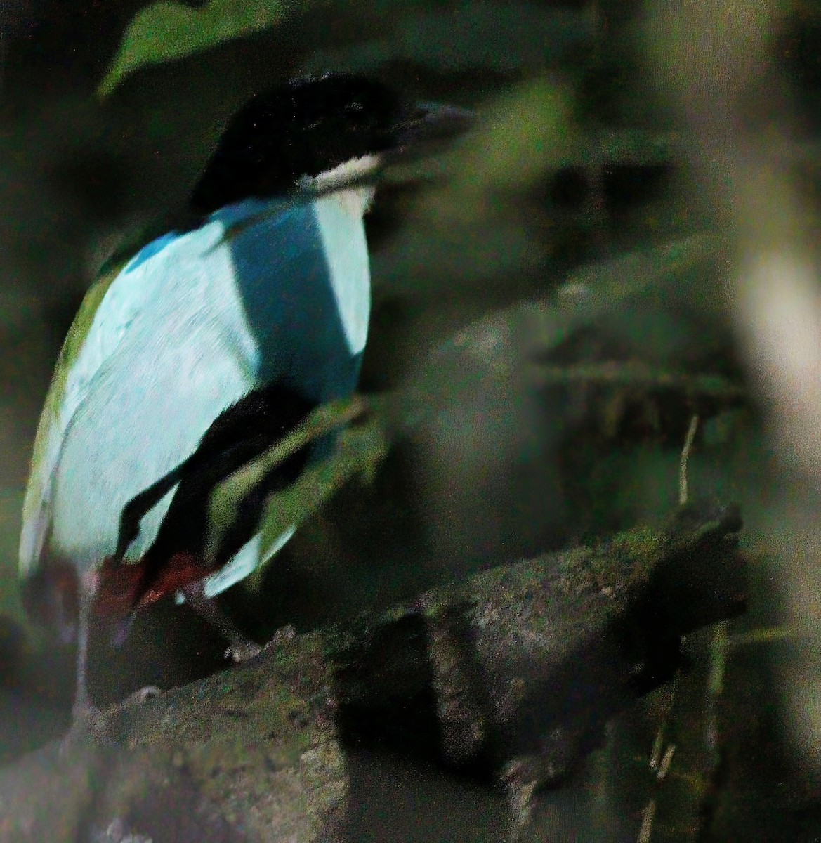 Azure-breasted Pitta - ML646838643