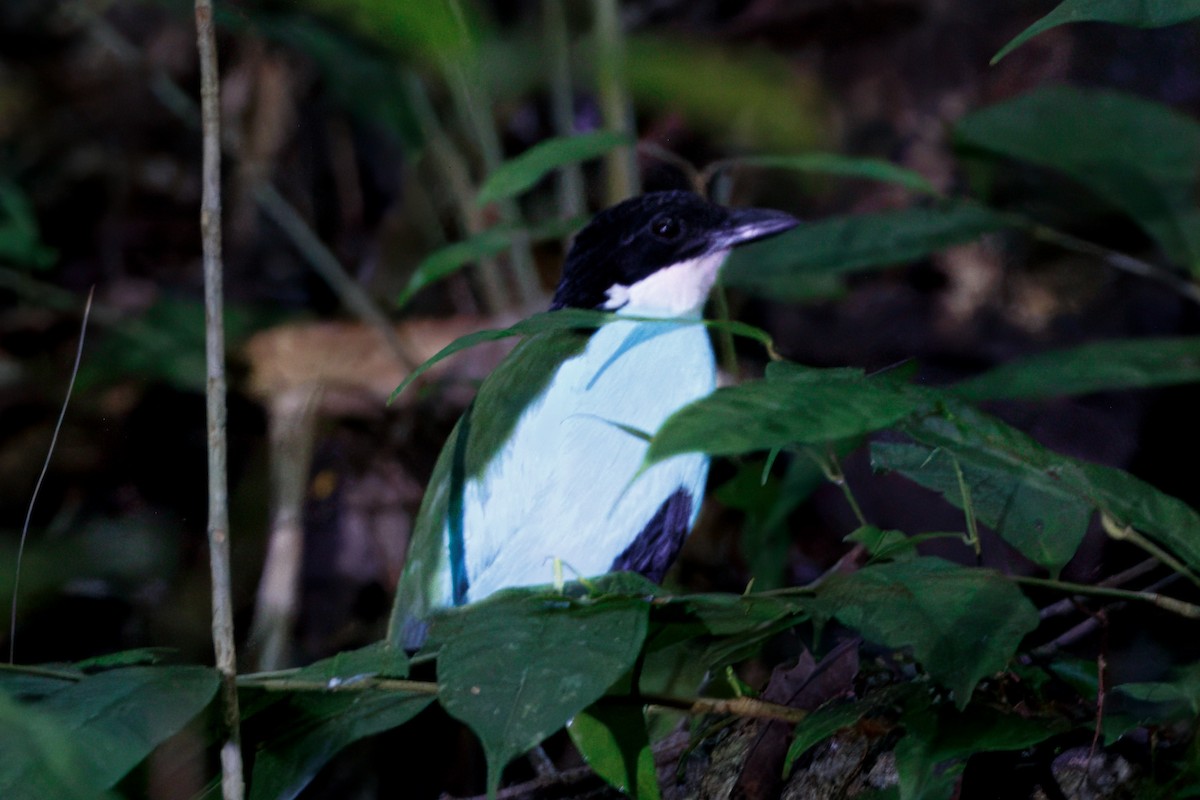 Azure-breasted Pitta - ML646838648